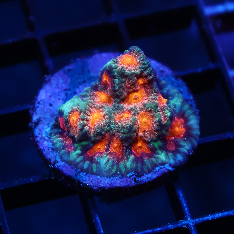 TCK Awesome Sparkly Favia