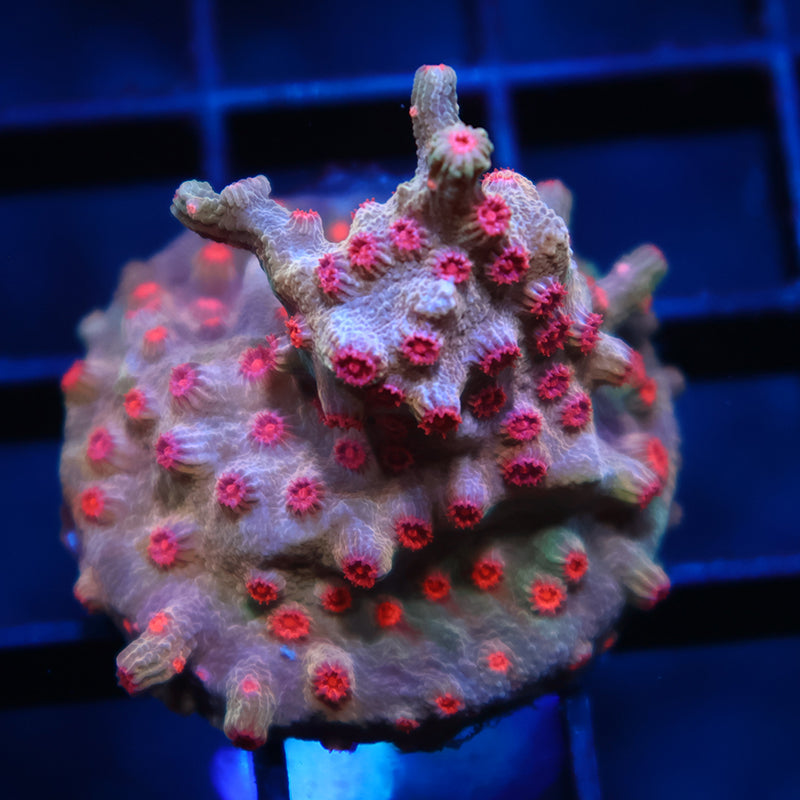 TCK Branching Cyphastrea