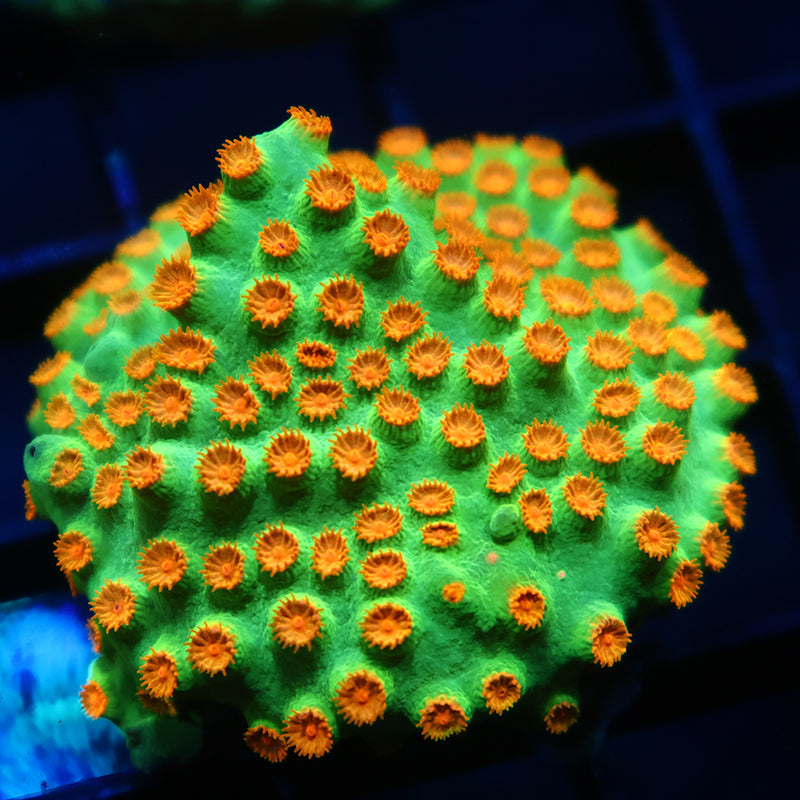 Reptar Cyphastrea