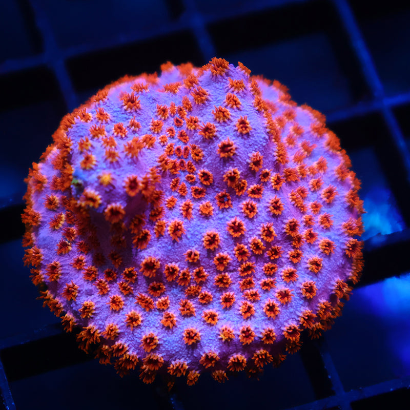 Skittles Bomb Cyphastrea
