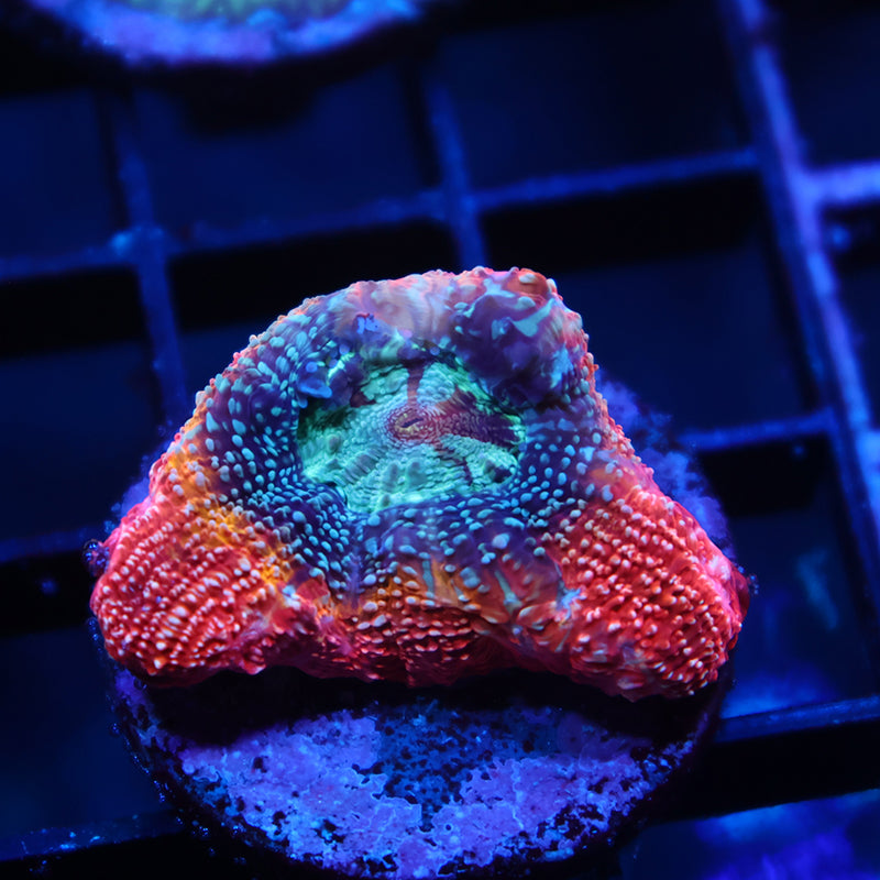 TCK Rainbow Bowerbanki