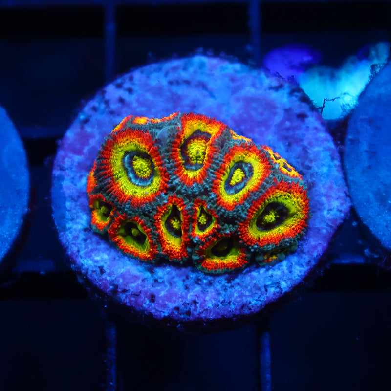 TCK HG Micromussa