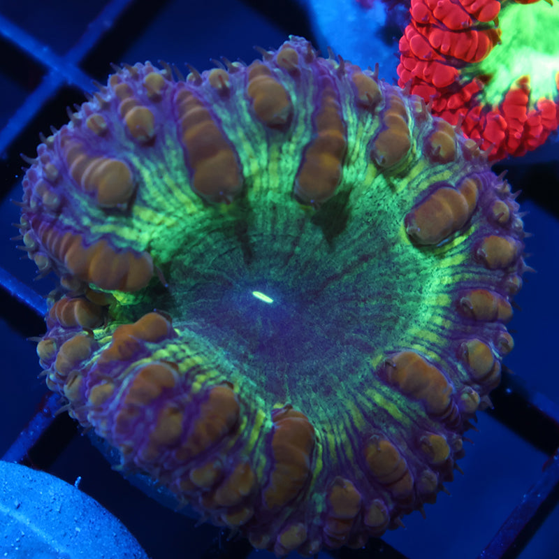 TCK Large Polyp Green Blasto