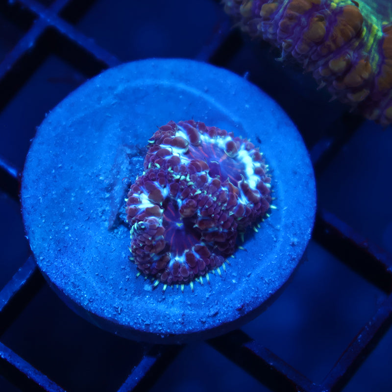 TCK Purple Blasto