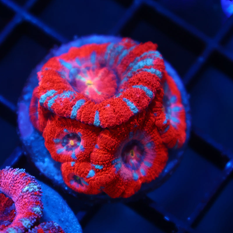 TCK Asia Acan Mini Colony