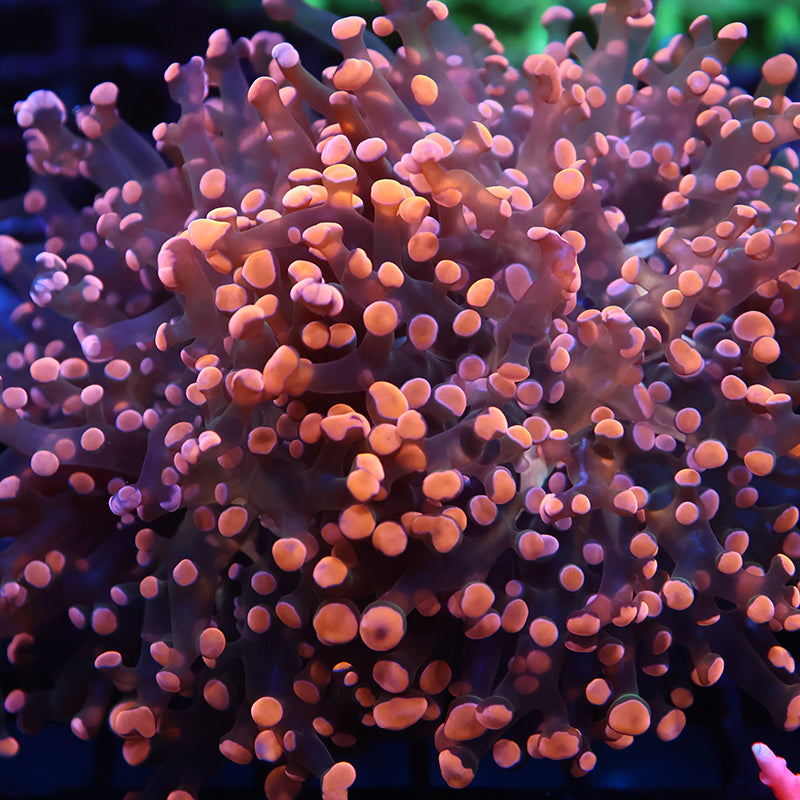 TCK Branching Gold Frogspawn
