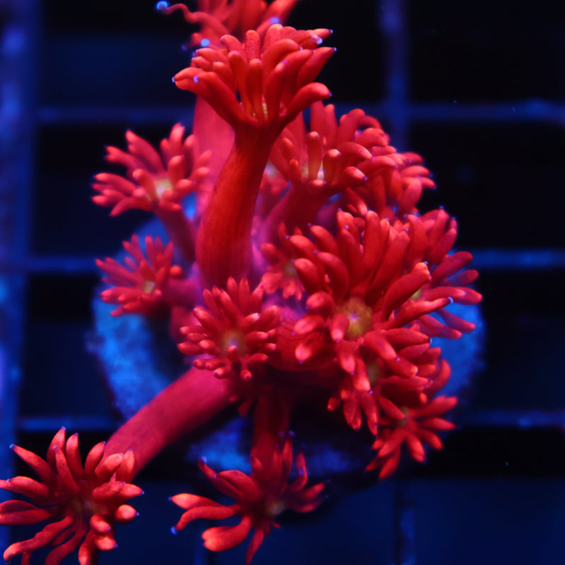 TCK Red Goni