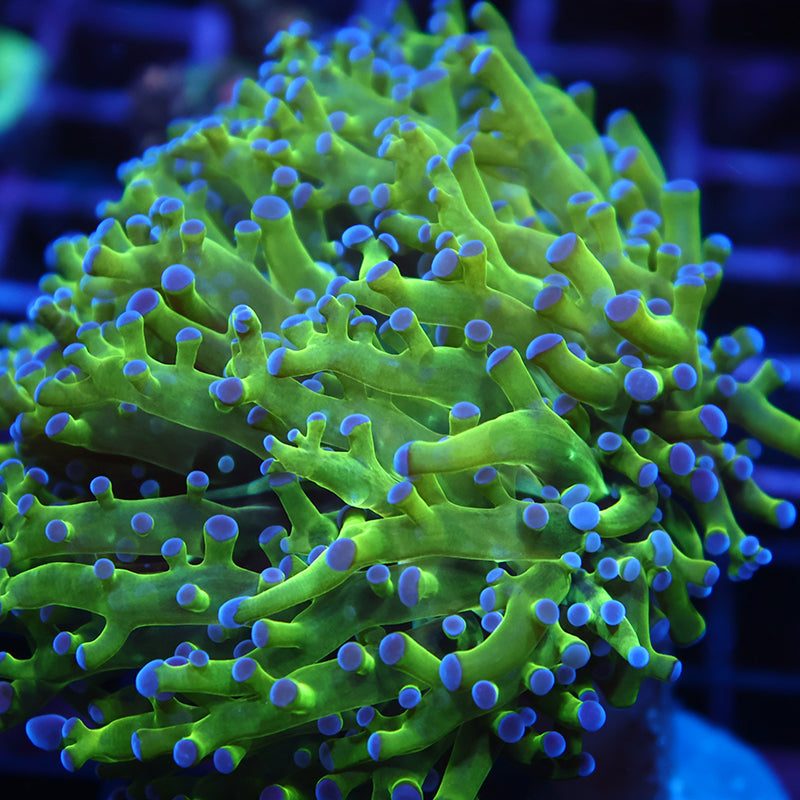 TCK Branching Green and Purple Frogspawn