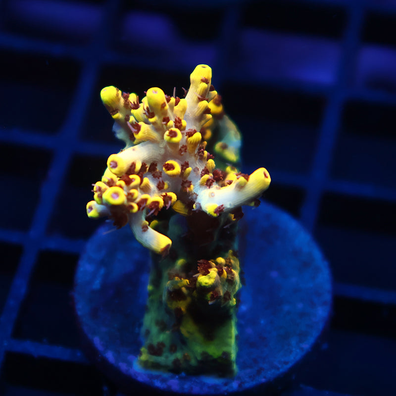 Lg TCK Pikachu