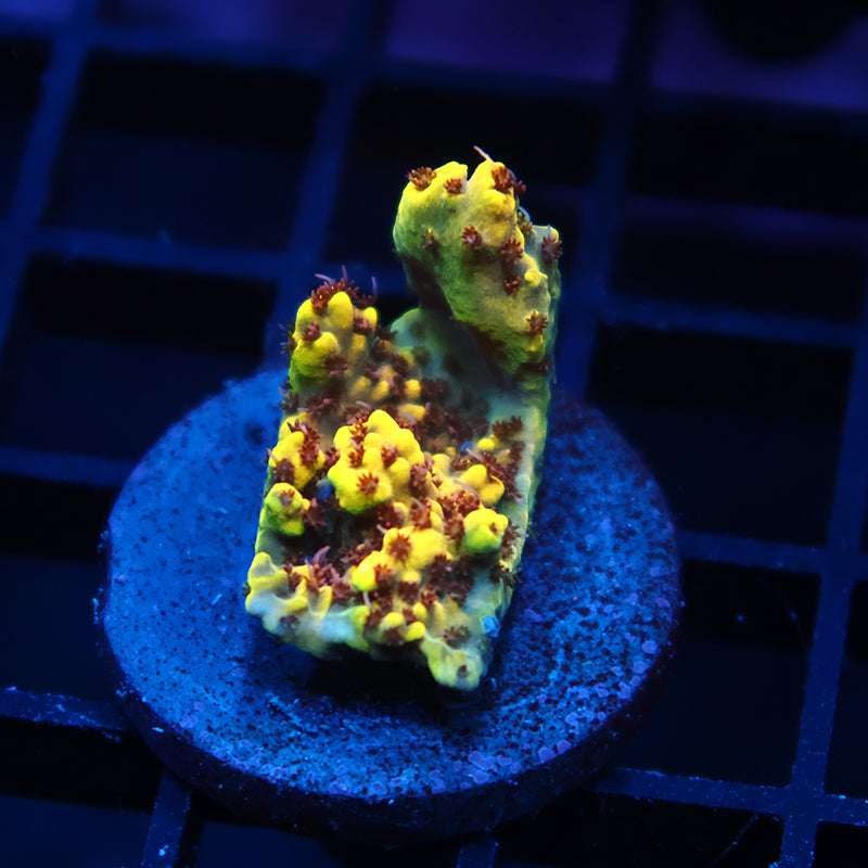 TCK Pikachu Chunk