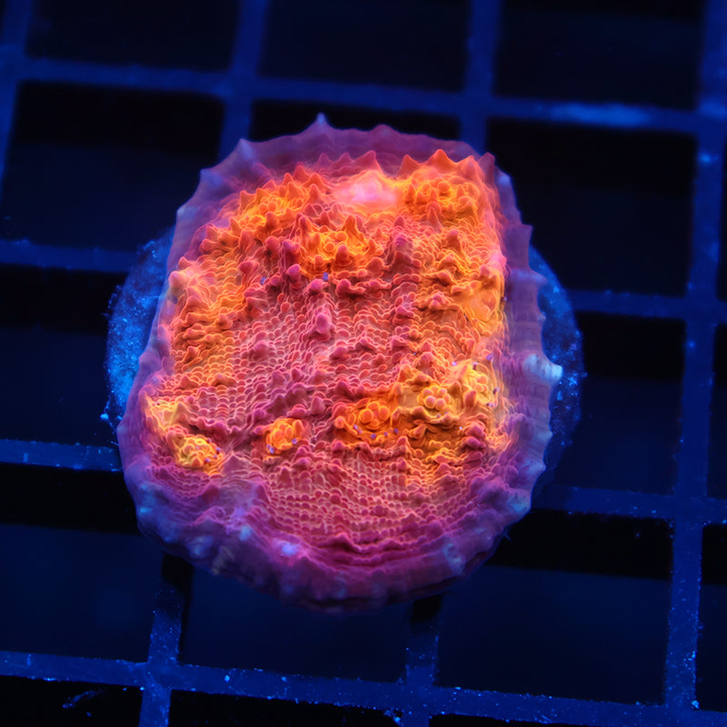 TCK Molten Lava Chalice