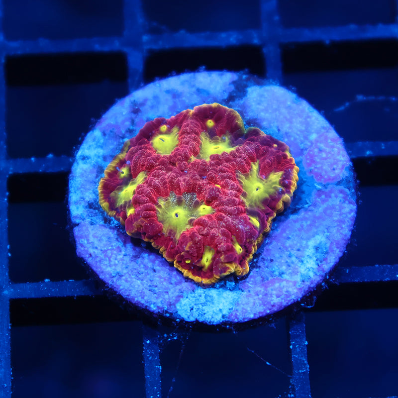 WWC Blood Diamond Favia
