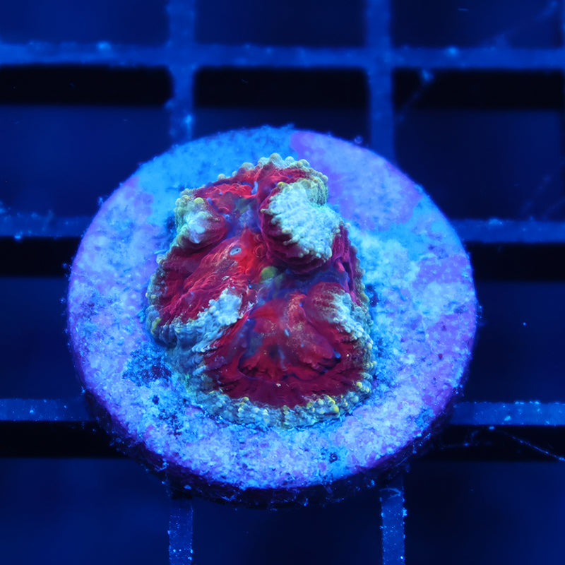 TCK Bloodshot Favia
