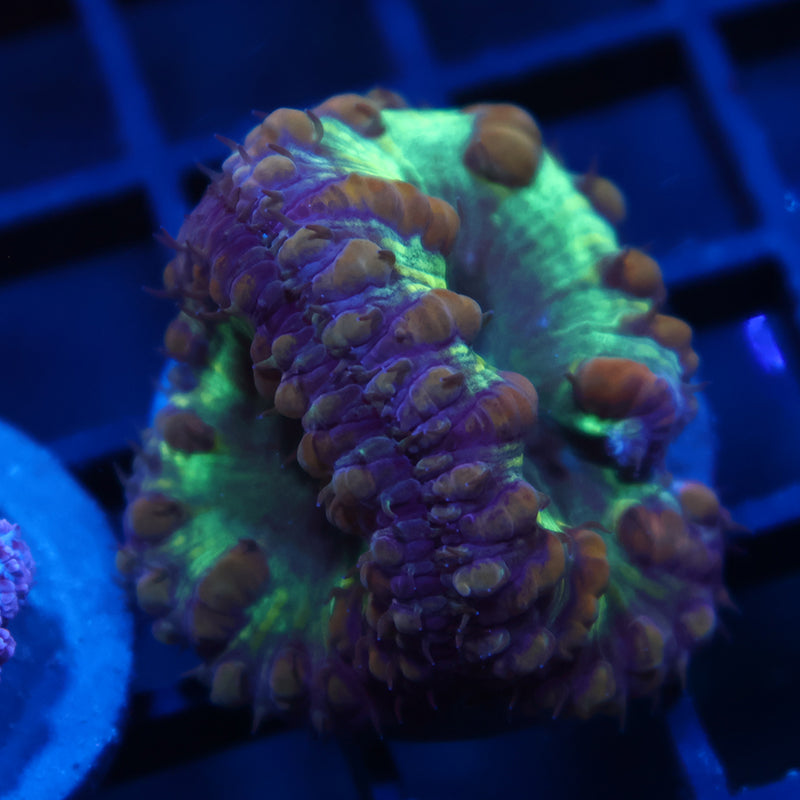TCK Lg Polyp Green Blasto