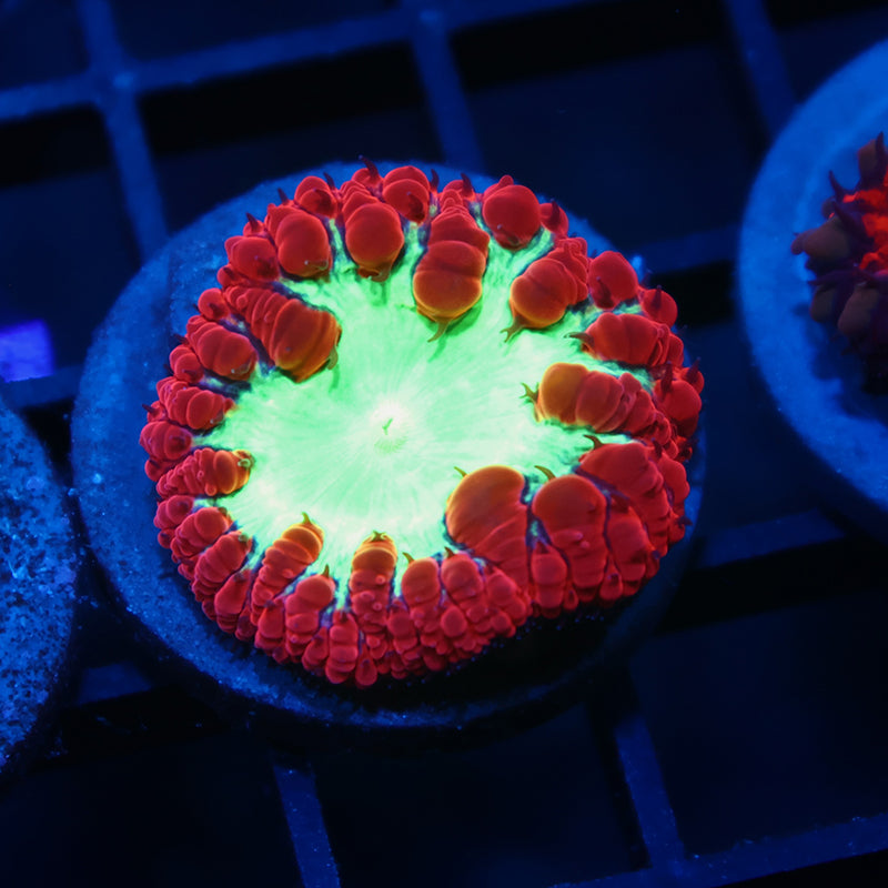 TCK Sour Apple Blastos