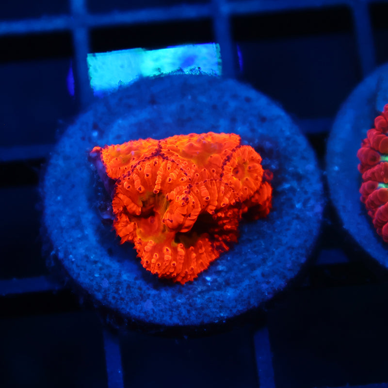 WWC Rainbow Blastos