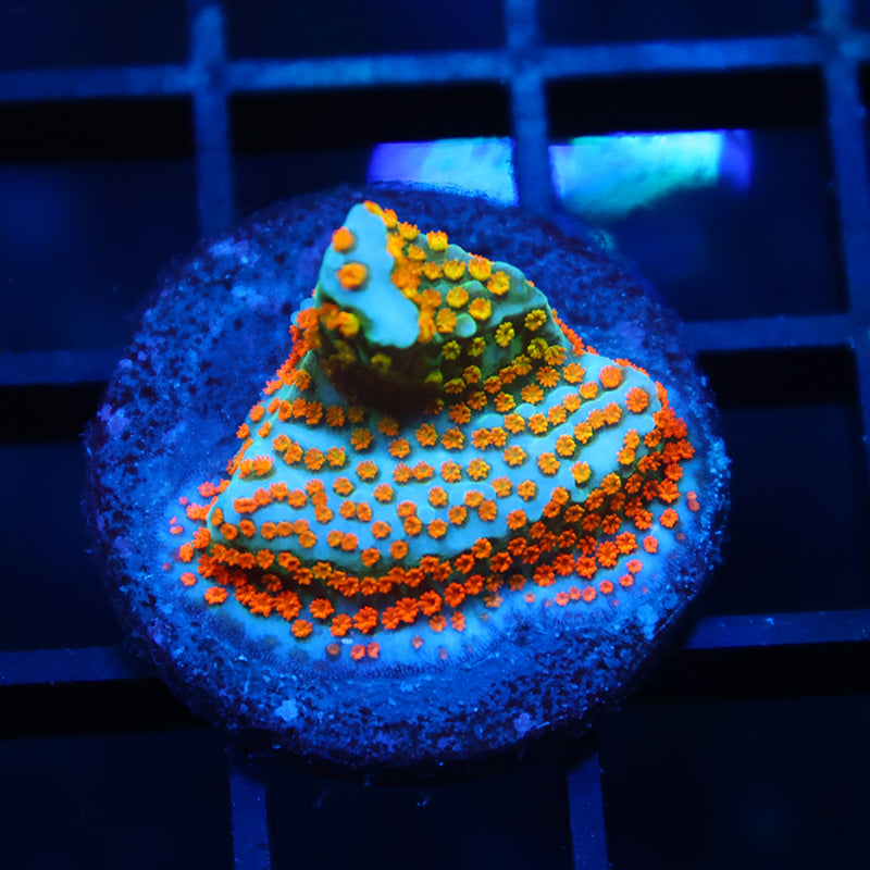 TCK Rainbow Roads Monti