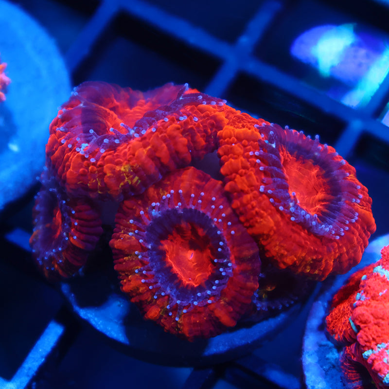 TCK Fluffy Acan