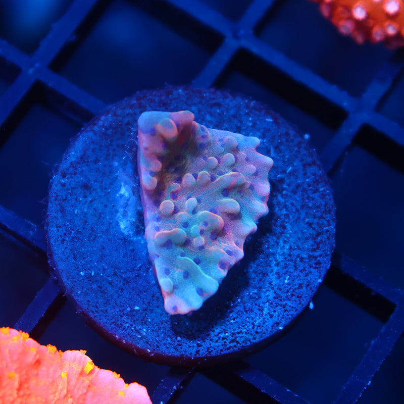 TCK Grafted Slowburn Monti