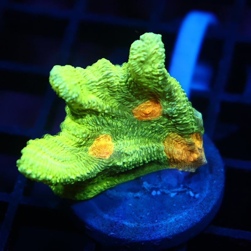Space Invader Pectinia