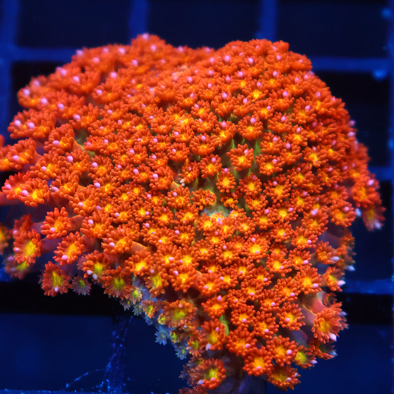 Lg TCK Oddball Goni Bernardpora