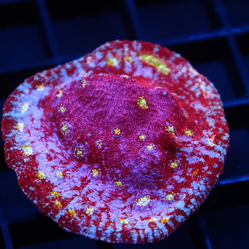 Insane TCK Paint Splatter Chalice