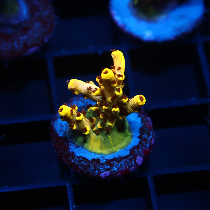TCK Pikachu