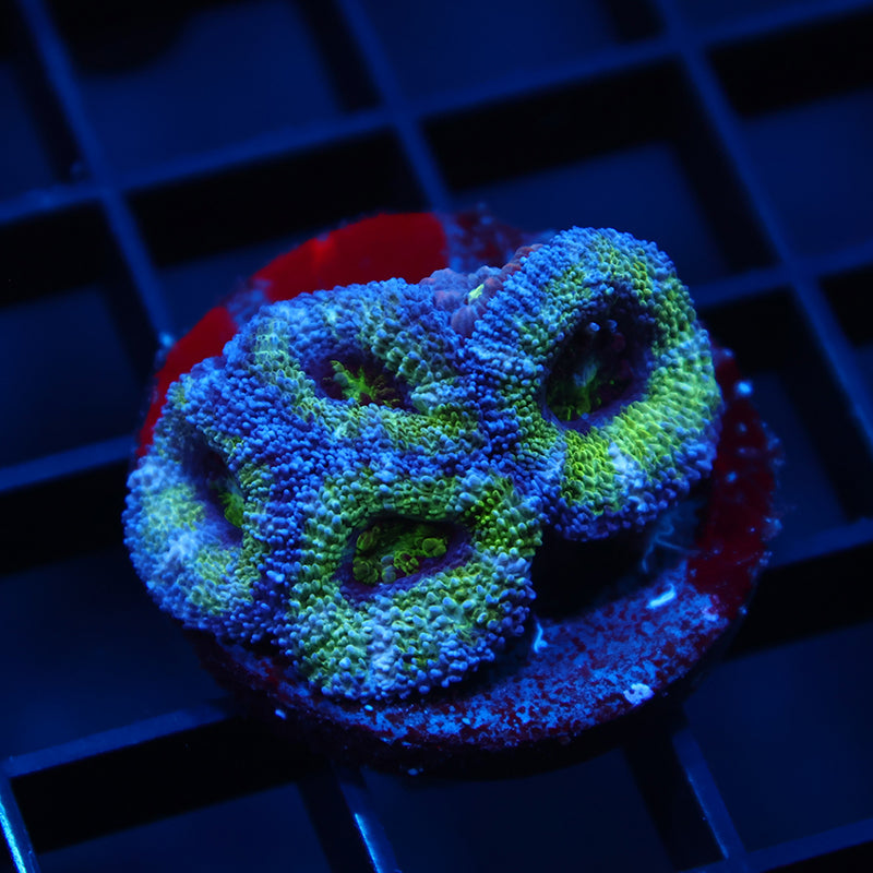 TCK Green Acan