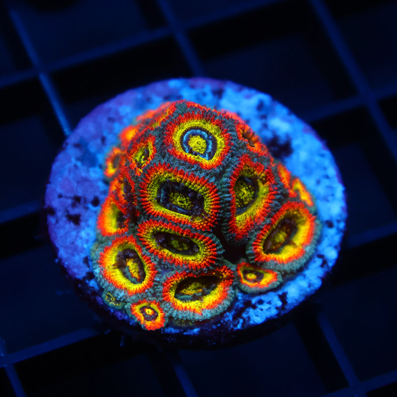 TCK HG Micromussa