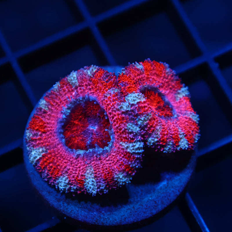 ARC Pink Dreamz Acan