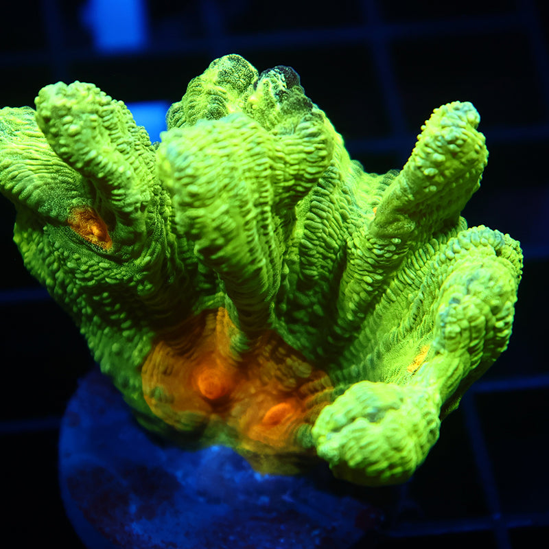 Space Invader Pectinia