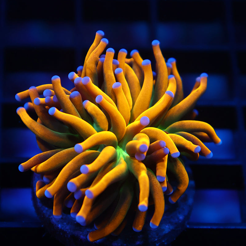TCK Banana Grail Torch