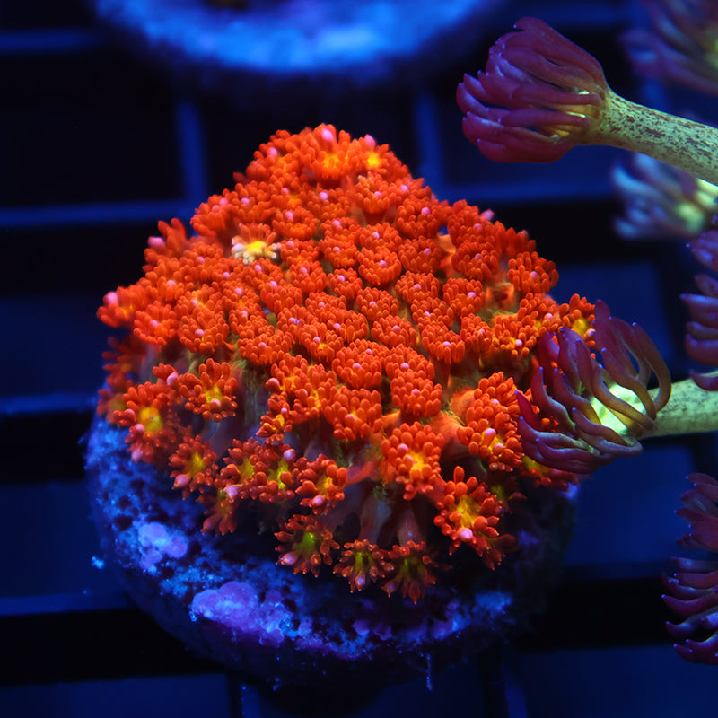 TCK Oddball Bernardpora Goni