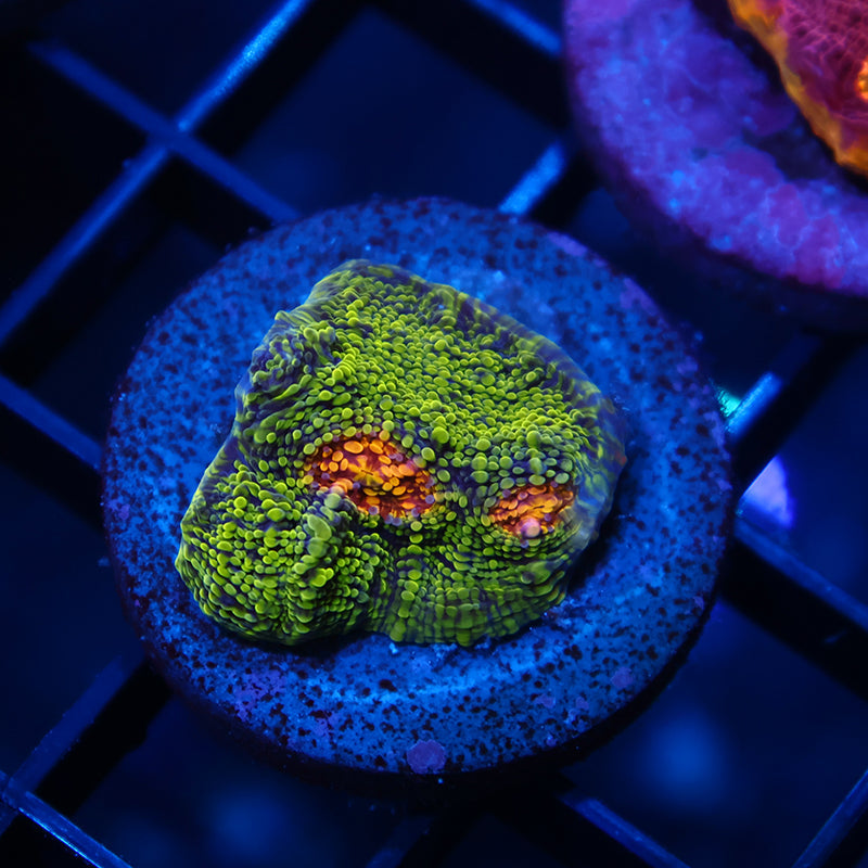 TCK Toxic Swirl Chalice