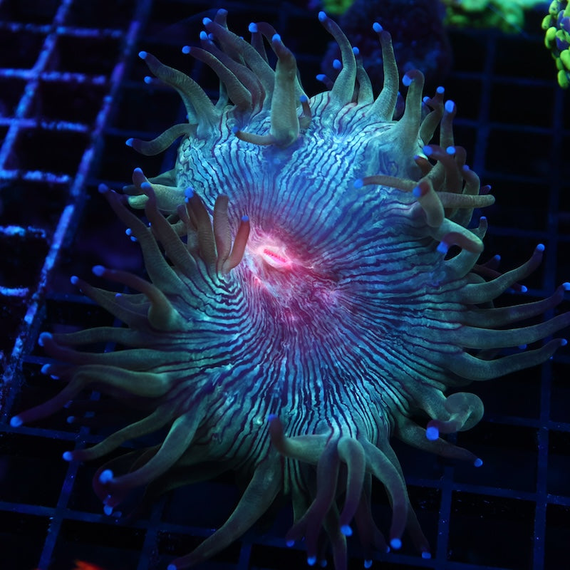 TCK Aquacultured Red Centered Elegance