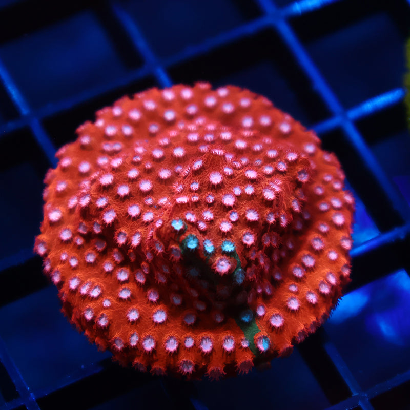 JF Fender Bender Cyphastrea