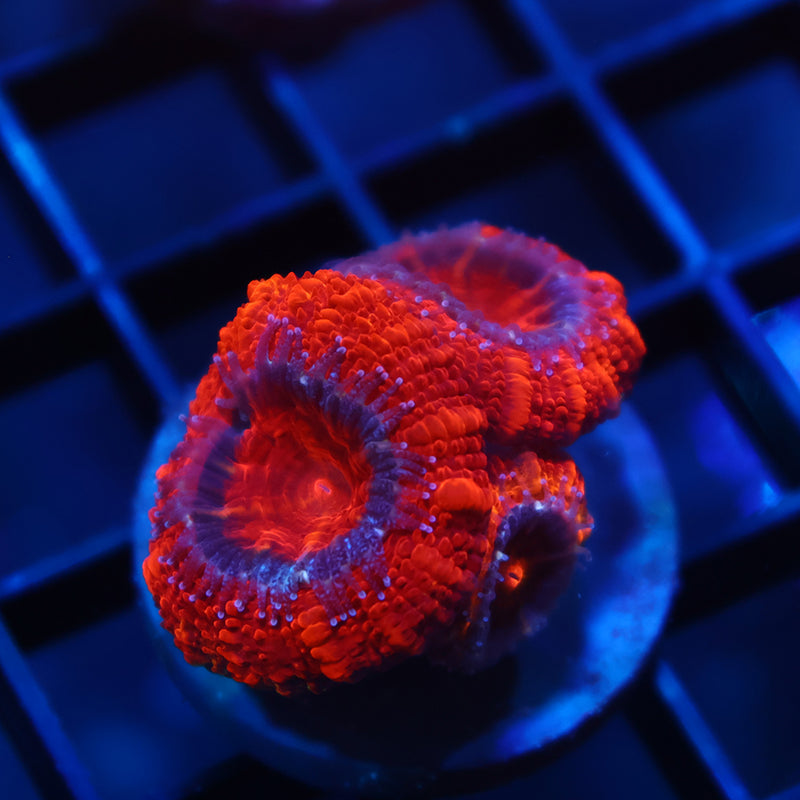 TCK Fluffy Acan