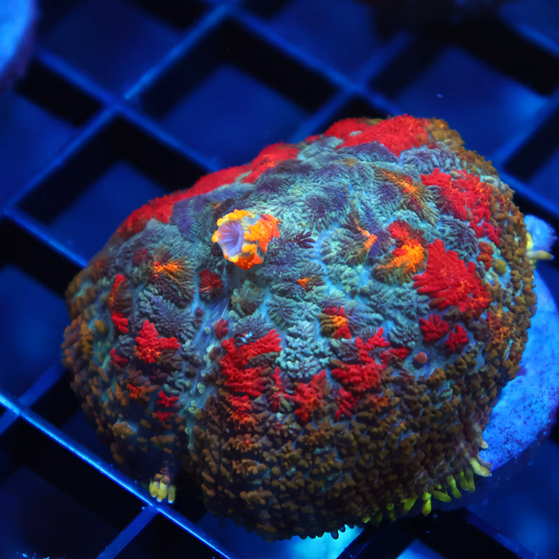 TCK Rainbow Rhodactis