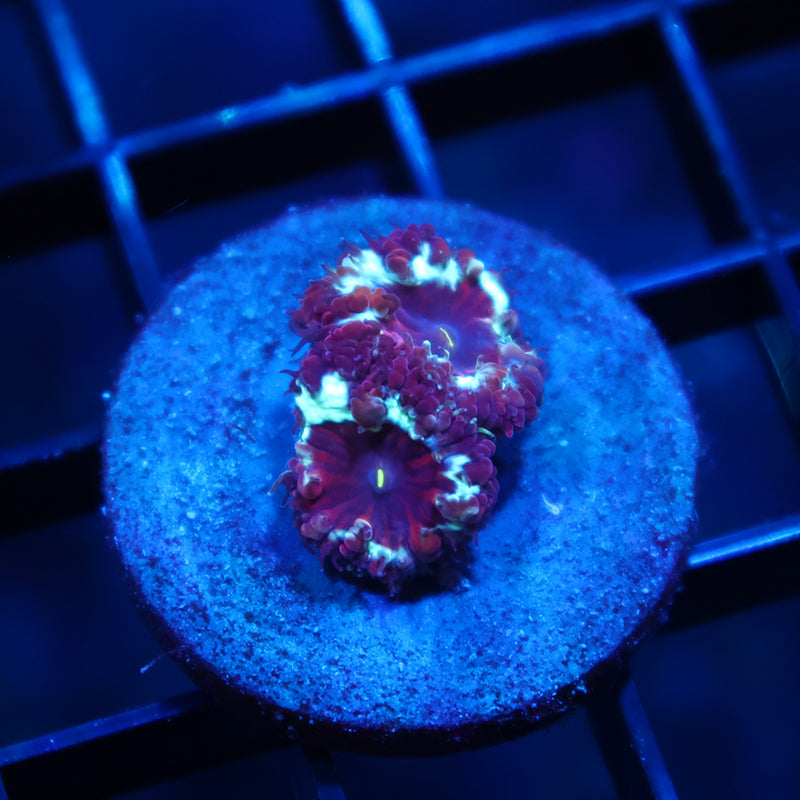 TCK Frosty Purple Blastos
