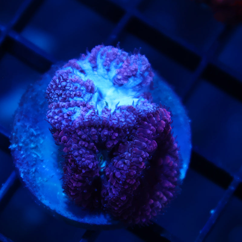 TCK Frozen Blastos