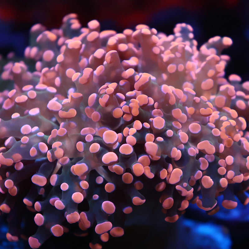 TCK Branching Gold Frogspawn
