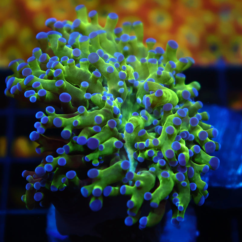 TCK Branching Green And Purple Frogspawn