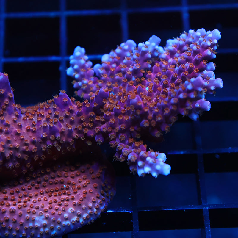 Lg ARC Fireworks Mini Colony