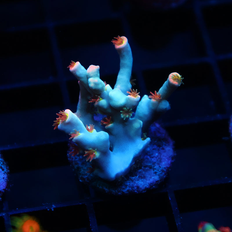 TCK Rainbow Unicorn Speciosa