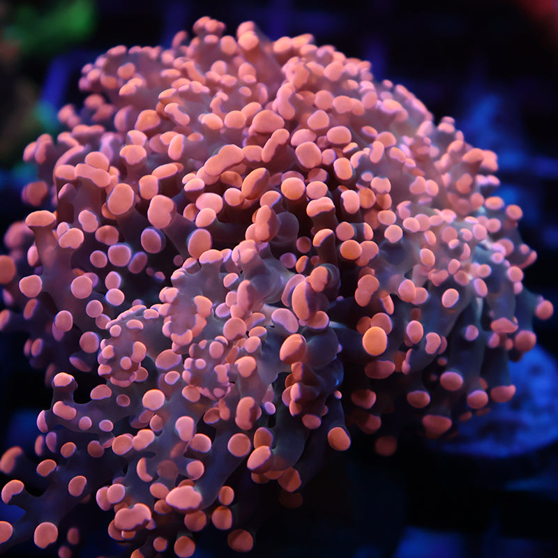 TCK Peach Branch Frogspawn