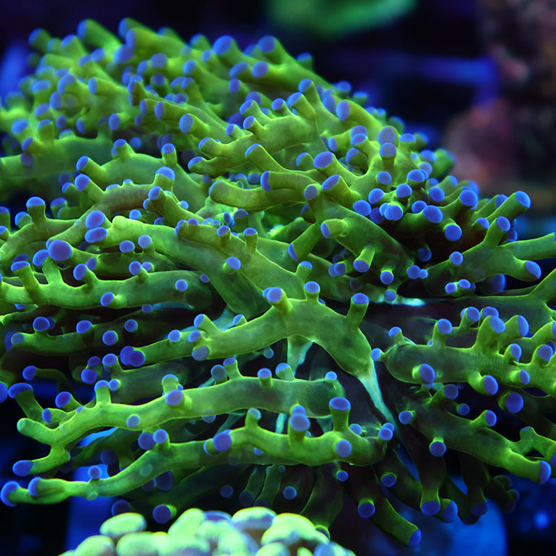 TCK Branching Green And Purple Frogspawn