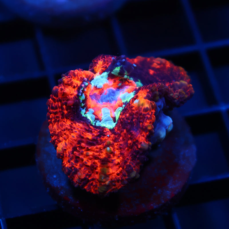 TCK Aquacultured Wilsoni