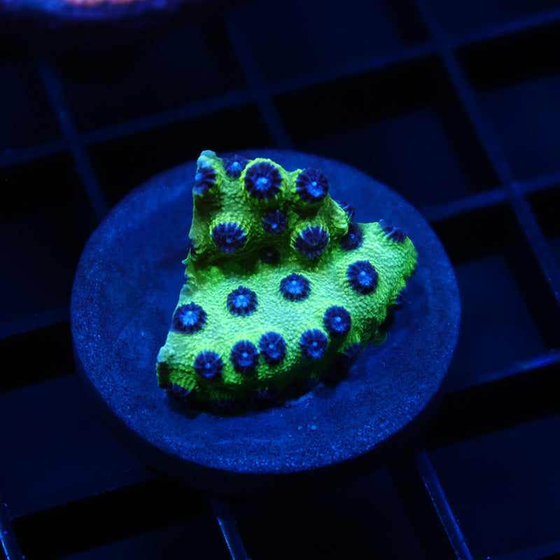JF Purple People Eater Cyphastrea