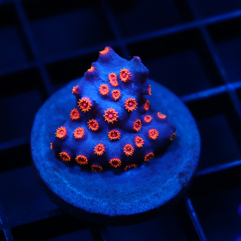 TCK Pink Polyp Cyphastrea