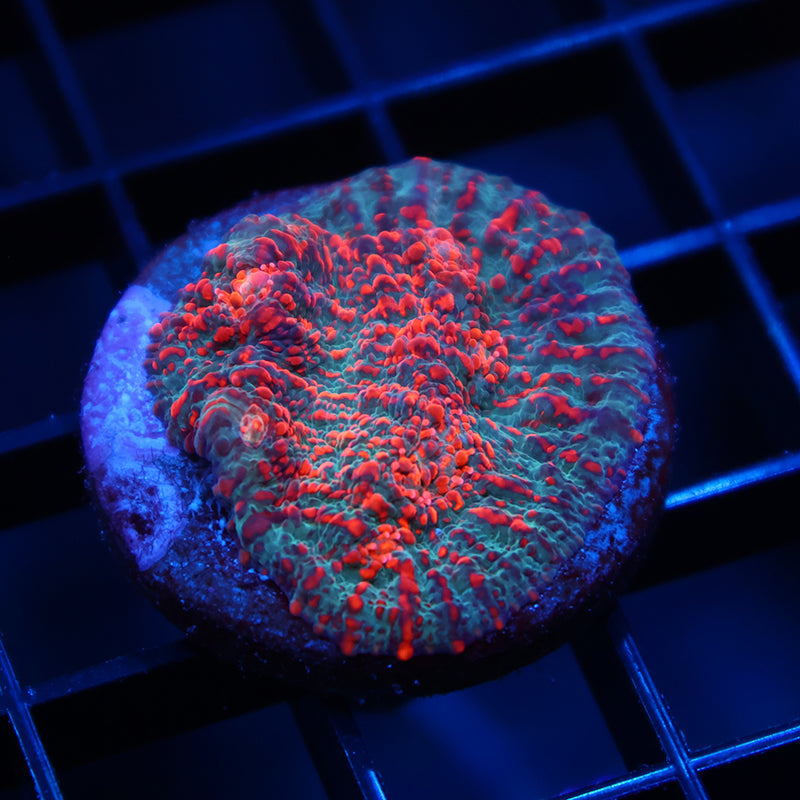 WWC Cherry Garcia Chalice